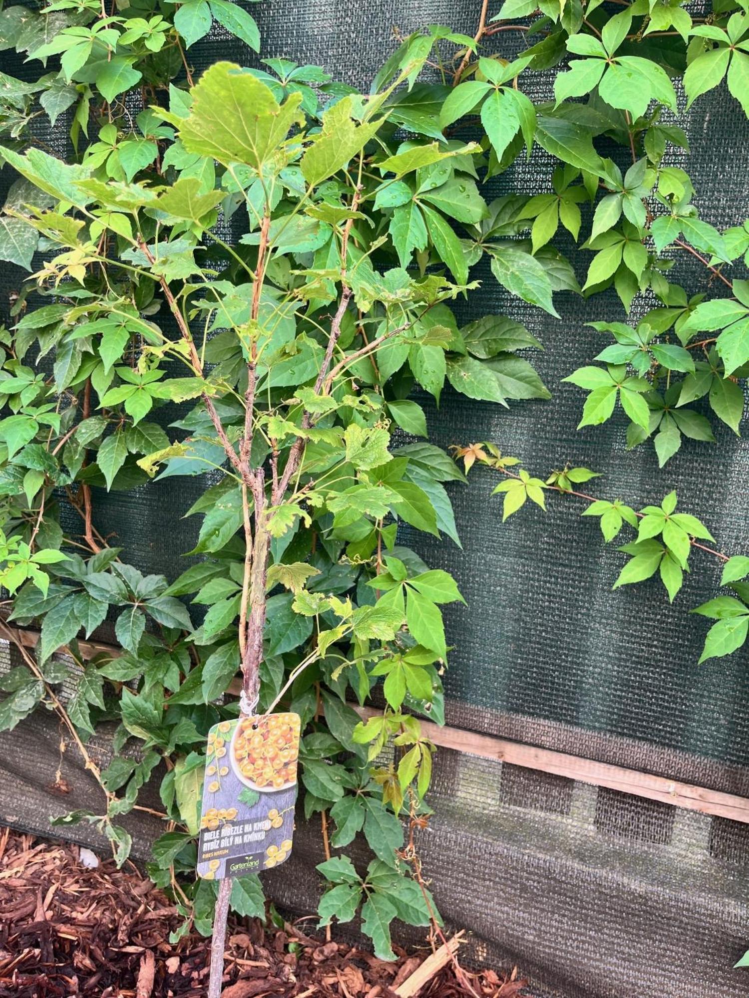 New City Centre Garden Apartment - Central Location 布拉格 外观 照片